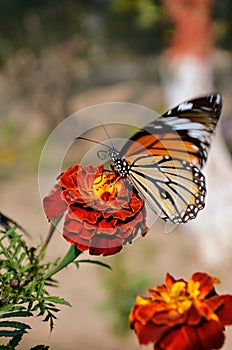 Danaus genutia, the common tiger,is one of the common butterflies of India. It belongs to the Danainae group of the brush footed.