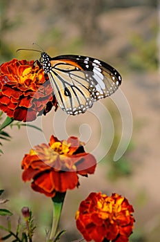 Danaus genutia, the common tiger,is one of the common butterflies of India. It belongs to the Danainae group of the brush footed.