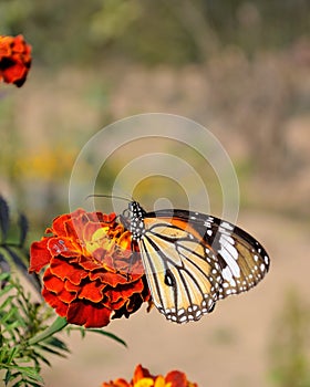 Danaus genutia, the common tiger,is one of the common butterflies of India. It belongs to the Danainae group of the brush footed.