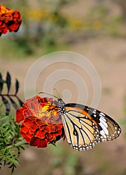 Danaus genutia, the common tiger,is one of the common butterflies of India. It belongs to the Danainae group of the brush footed.