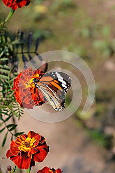 Danaus genutia, the common tiger,is one of the common butterflies of India. It belongs to the Danainae group of the brush footed.