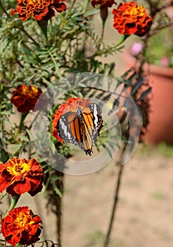 Danaus genutia, the common tiger,is one of the common butterflies of India. It belongs to the Danainae group of the brush footed.