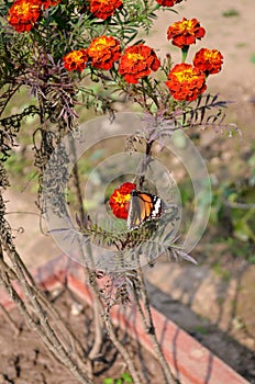 Danaus genutia, the common tiger,is one of the common butterflies of India. It belongs to the Danainae group of the brush footed.