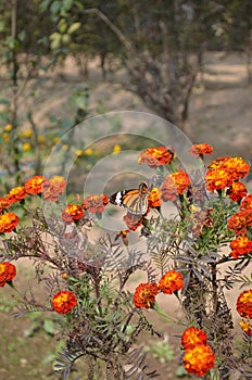 Danaus genutia, the common tiger,is one of the common butterflies of India. It belongs to the Danainae group of the brush footed.