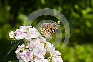 Danaus genutia, the common tiger sitting on the flower in the garden. Close-up macro styled stock photography of colorful