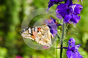 Danaus genutia, the common tiger sitting on the flower in the garden. Close-up macro styled stock photography of colorful