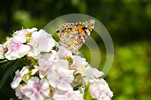 Danaus genutia, the common tiger sitting on the flower in the garden. Close-up macro styled stock photography of colorful