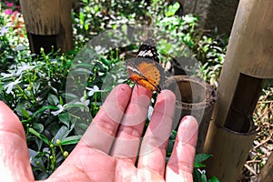 Danaus genutia genutia cramer on hand