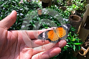 Danaus genutia genutia cramer on hand