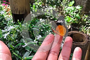 Danaus genutia genutia cramer on hand