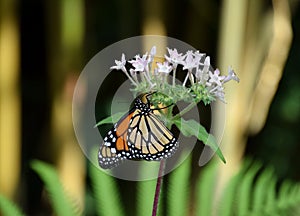 Danaus plexippus butterfly with orange and black patterned wings, on white flower