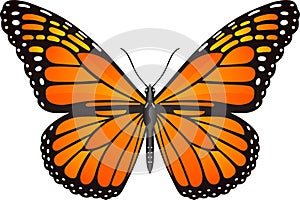 Danaus plexippus butterfly vector image