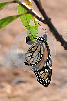 Danaus plexippus hathing from pupae