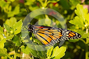 Danaus plexippus - Monarch butterfly drying wings and gaining strength.