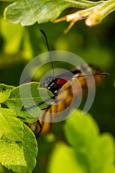 Danaus plexippus - Monarch butterfly emerging from chrysalis.