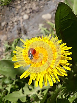 Danbelion and ladybug