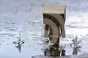 Danboard or Danbo Figure in the rain