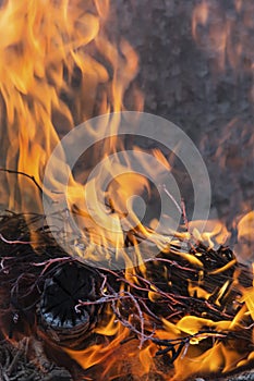 Dance of fire under the wind, ashes