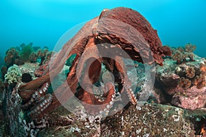 Dance of Giant octopus