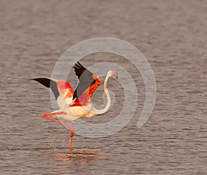 The dance of the Greater Flamingo