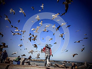 The dance of gulls at the port of Essaouira