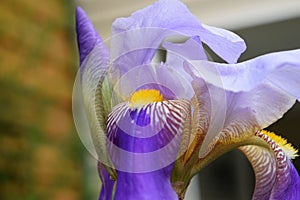 Dance of an iris photo