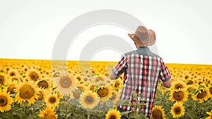 Dance man in hat on field with yellow sunflowers