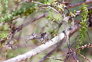 Dance of the robber fly