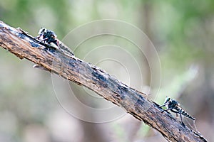 Dance of the robber fly