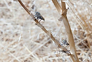 Dance of the robber fly