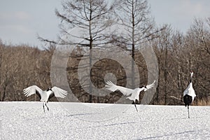 Dance Synchrony of Red-Crowned Cranes