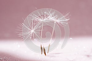 Dance of White Dandelion Seed Abstract Background