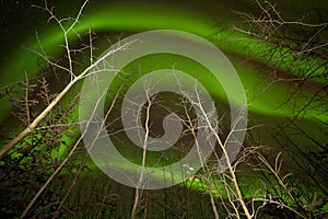 Dancing Aurora borealis swirls taiga aspen trees