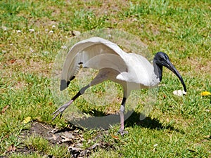 A dancing Australian white Ibis in a park