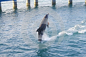 Dancing backwards Dolphin