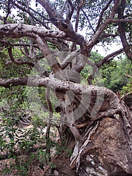 Dancing banyan tree funny roots