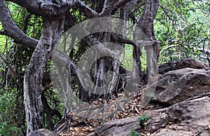 Dancing banyan tree roots