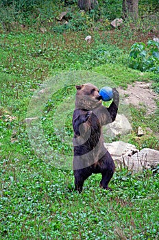 Dancing Bear photo