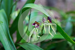 Dancing Black Orchids