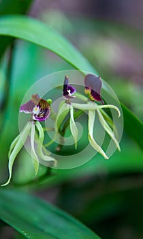 Dancing Black Orchids