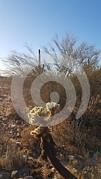 Dancing cactus with the wind