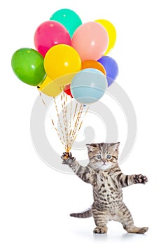 Dancing cat with birthday party balloons isolated