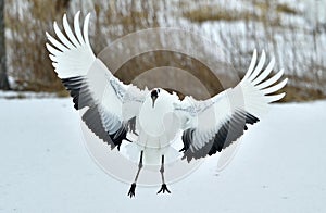 Dancing Crane. The red-crowned crane also called the Japanese crane or Manchurian crane.