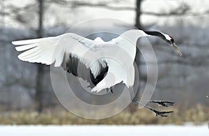 Dancing Crane. The red-crowned crane also called the Japanese crane or Manchurian crane.
