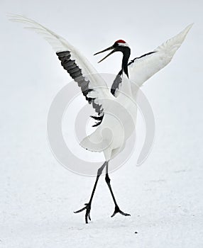 Dancing Crane. The red-crowned crane Sceincific name: Grus japonensis, also called the Japanese crane.