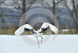 Dancing Crane. The red-crowned crane Sceincific name: Grus japonensis, also called the Japanese crane.