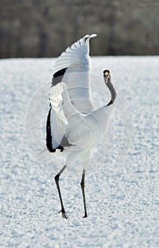 Dancing Crane. The red-crowned crane Sceincific name: Grus japonensis, also called the Japanese crane or Manchurian crane.