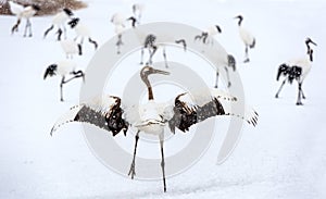 Dancing Crane. The ritual marriage dance of cranes. The red-crowned crane. Scientific name: Grus japonensis, also called the