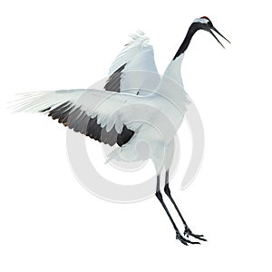 Dancing Crane. The ritual marriage dance. Isolated on white. The red-crowned crane. Scientific name: Grus japonensis, also called