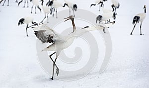 Dancing Crane. The ritual marriage dance of red-crowned crane.